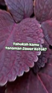 Herbal Daun Jawer Kotok Segar / Tanaman Miana Segar / Tanaman Iler Ileran Segar Alami