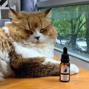 น้ำมันหอมระเหยสำหรับแมวและคน กลิ่น cat purr โทนนุ่มนวล อ่อนโยน หอมละมุนหวานฉ่ำน้ำ