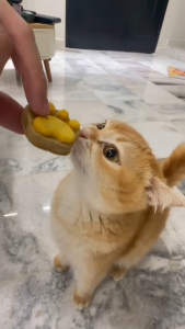 Freeze Dried Cat Treat Cute Cat Paw Design Cat Snack Cat Paw Shape Real Meat Healthy Snack Makanan Snek Kucing猫爪零食冻干