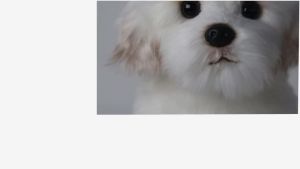 Maltese Stuffed Dog Dolls Plush Toy Cute Simulation Pets Fluffy Baby Birthday Gifts Christmas Children Malzis Puppy Dropshipping