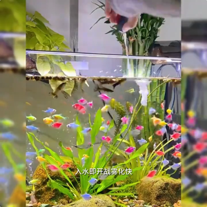 【READY STOCK】fish nitrifying bacteria aquarium 1050ml bacteria starter aquarium 7 hours rapid purification aquarium clear water yee aquarium bacteria methylene bluealgae remover