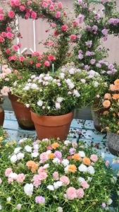 Hoa Mười Giờ Cam Lửa Màu Mới 0867777377