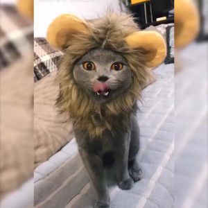 Cute Lion Mane Cat Wig Hat cover Funny Pets Clothes Cap Fancy Party Dogs Cosplay Costume Kitten Puppy Hat with Ears Accessories