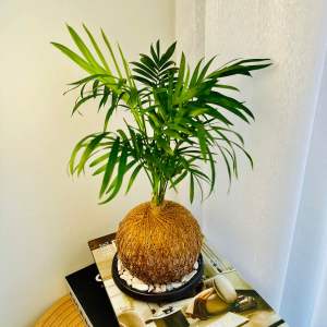Bamboo Palm | Java Palm Chamaedorea Elegans 袖珍椰子| 爪哇棕榈植物 Kokedama Indoor Plant by Letsplant 苔藓球 室内植物