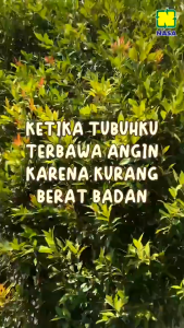 Paket Penggemuk Dan Penambah Berat Berat Badan - Skao + Amne - Virgo Shoop