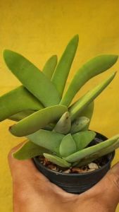 ต้นไม้อวบน้ำ กุหลาบหิน ครัสซูลา เปอฟอเลียต้าCrassula perfoliata var. falcata #succulent #Crassula