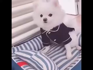 AP AIMAYAPET Dog Fashion Pajamas Pet Soft Clothing for Small Medium Dogs Clothes Cat Clothes Comfortable Pajama