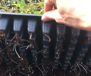 Seedling Tray 16 Holes For Beginners (Cut from 128 holes)