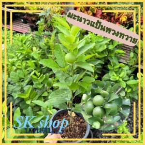 ต้นมะนาวเเป้นทวายเมืองกาญจน์โคตรดก กระถาง8นิ้ว พร้อมปลูก น้ำหอม ออกลูกทั้งปี ผักสวนครัว ผักสวนครัวปลูกง่าย ผักสวนครัวพร้อมปลูก ผักออร์แกนิก ต้นไม้