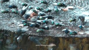 IKAWA IK-LED880 Professional Insects Light Trap +2pcs Glueboard