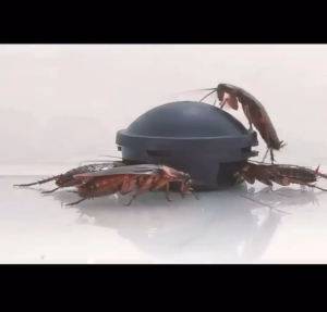 Racun Pembasmi Kecoa: Black Cap Japan Isi 6 Pcs