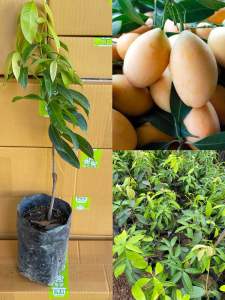 ต้นมะปรางหวาน พันธุ์สุวรรณบาตร /เสียบยอด/ต้นเตี้ยปีเดียวติดผล ลูกใหญ่รสชาติหวาน