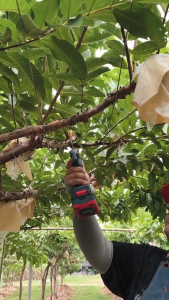 MASARU รุ่น SCSP-425N (ตัวเปล่า) กรรไกรตัดกิ่งไร้สาย พลังสูง ตัดได้เร็วและแรง กรรไกร กรรไกรตัดกิ่ง ตัดกิ่ง กิ่งไม้