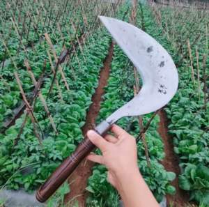 Arit rumput sabit padi bahan baja asli 100 persen