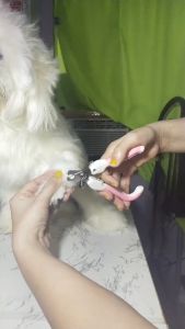 Pet Nail Clipper Nail Cutter STAINLESS with Nail File Dog Dogs Cat Cats Pet Accessories Grooming