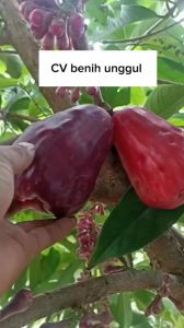 Bibit Jambu Air Jamaika