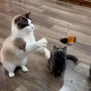 Paw Hero Interactive Cat Toys Hanging Squeaky Simulation Bird Plush Cats Pets Teasing Toys