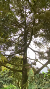 20kg  Seaweed Fertilizer Soluble Seaweed Extract Organic Fertiliser Rumpai Laut Organik Baja