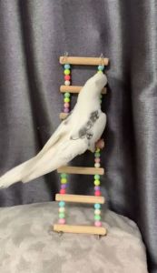 บันไดนก สะพานนก สะพานบันไดลูกปัดสีหวาน ของเล่นสัตว์เลี้ยง 5-11ขั้น