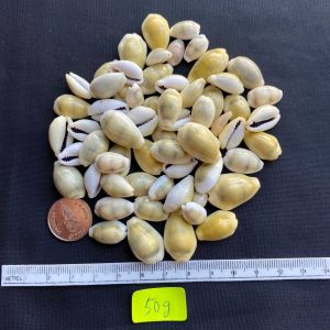 เปลือกสีเหลืองขนาดเล็ก 50g huang baoวัสดุงานฝีมือจากเปลือกหอย small yellow cowrie 1.5-2.5cm