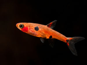 [Ah Jiong Aquatic]——Dwarf Rasbora  小丑灯