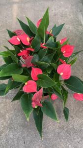 หน้าวัวแคระ หน้าวัวดอก หน้าวัวแคระดอกสีแดง (Anthurium Andraeanum) Flamingo flower