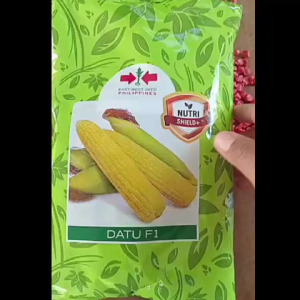 Datu F1 Hybrid Sweet Corn Seeds (10/20/50 pcs) re-packed from East West Seed