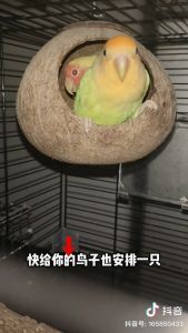 บ้านนก บ้านนกแก้ว รังนก บ้านชูการ์ บ้านกระรอก กะลา กะลามะพร้าว ที่นอนนก ที่นอนสัตว์เลี้ยง บ้านนกขนาดเล็ก ของเล่นนก ของใช้นก