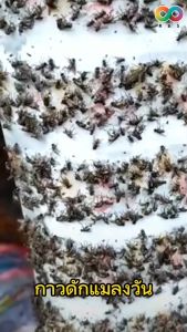 Rainbeau กาวดักแมลงวัน ที่ดักแมลงวัน Sticky Fly เทปกาวดักแมลง กาวเหนียว ใช้งานง่าย ใช้ได้นาน แบบม้วน 4 ชิ้น