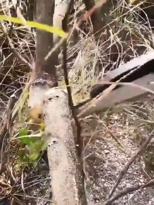 Gergaji Listrik Rantai Elektrik Mini Portable 6 Inch Cordless Electric Saw 2200w Mini Chainsaw Pruning Lithium Battery Garden Tool COD + Spot