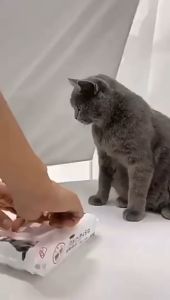 Pet Premium Wet Tissue Wipes | Wet Tissue Wipes Premium Kucing | 猫犬猫咪狗狗宠物湿巾纸免洗