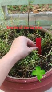 10 Bảng tên cây trồng thẻ que trụ cắm ghi nhớ tên cây trồng nhựa PP kích thước 10x18cm