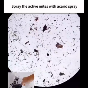 Newest design!Bed bugs killer Bedbugs killer Powerful in killing all bed bugs Suitable for mother and baby Bed bug killer spray Bed bugs killer powerful spray Bed bug spray Bedbugs killer spra
