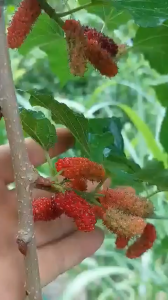 12  PCS MULBERRY CUTTINGS ILLINOIS EVERBEARINGBIG FRUITS FAST GROWTH