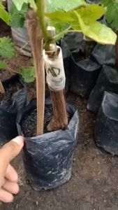 Bibit Anggur Mondrop Manis Unggul Hasil Grafting