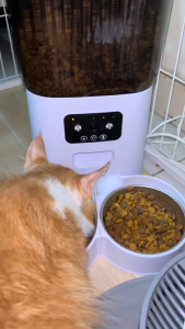 Greenpets Feeder Smart Pet Feeder WiFi APP Camera Automatic 5/6L Cat Food Dog Food Dispenser Smart Cat Dog Pet Dry Food Bowl