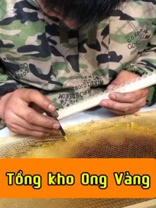 Kim di trùng ong chúa xịn (1 hộp-2 chiếc)