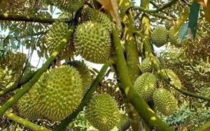 cây sầu riêng musangking gốc to cây đẹp. Cao từ 100cm