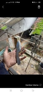 bilah mentahan pisau skiner burscraft