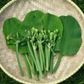 Daun genjer sayur genjer segar 300 gram. 