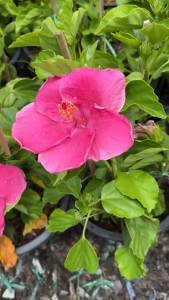 ชบาม่วงการบิน(ไทย) ดอกใหญ่ สีสด พันธุ์หายาก ชบานอก ชบาแฟนซี Hibiscus