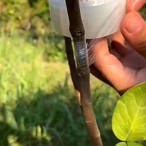 Băng Keo Màng Ghép Cây Bảo Vệ Mối Ghép Dây Quấn Mối Ghép Rộng 3cm