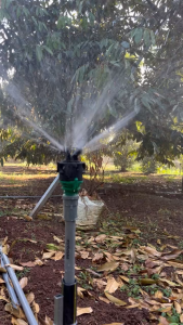 Béc tưới cây rẻ quạt 4 tia không điểm mù AQ230 (Robin) Automat