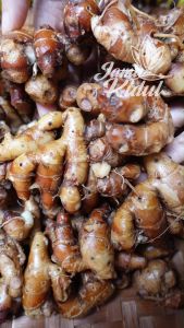 Kencur Segar 500gr Grade A: Manfaat & Penggunaan