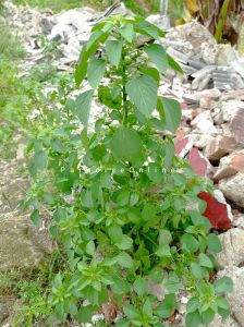 Daun anting-anting tanaman herbal 100 gram
