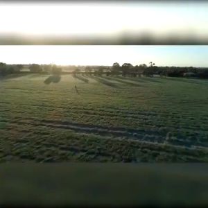 IAM WORLDWIDE Amazing Pure Organic BARLEY Powder 10 sachets Certified Organic Pesticide free from Australia