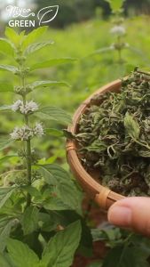 MycoGREEN Trà Thảo Mộc Bạc hà PP trồng Hữu Cơ
