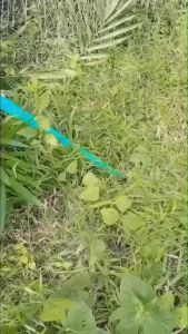 จัดส่งฟรี นัดรับใกล้บ้านท่าน ทุกอำเภอทั่วไทย ด้ามเคียวปาล์ม SBL สปริงเกรด ZN สีเงิน 6-18 m มีเหล็กรัดเเละตัวอุดด้ามเเถมทุกชุด