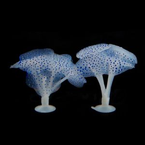 Hiasan aquarium Jamur warna warni mushroom dekorasi aquascape aquarium