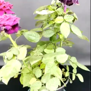 🐞แมลงยาฆ่า 500g ยากำจัดหนอน ยาฆ่าแมลงกินใบ ยากำจัดเพลี้ย ยาฆ่าเพลี้ย หนอน มด เกษตร สวน เพลี้ยไฟ เพลี้ยกระโดด แมลงหวี่ขาว พลี้ยแป้ง กำจัดแมลงได้กว้างขวาง อะซีทามิพริด หนอนชอนใบ อะบาเม็กติน ยาปราบศัตรูพืช สารกำจัดศัตรูพืช